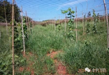 全豐航空植保科技公司和中國農業大學共同研究海南經濟作物防治模式